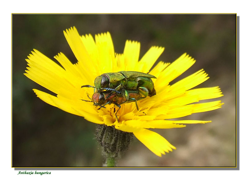 L''amour Anthaxia hungarica